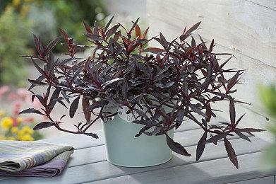 美国水牛城枪击案凶手用Twitch全程直播行凶过程