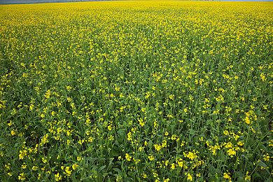 《无畏契约》因“日程冲突”或将不参加电竞世界杯